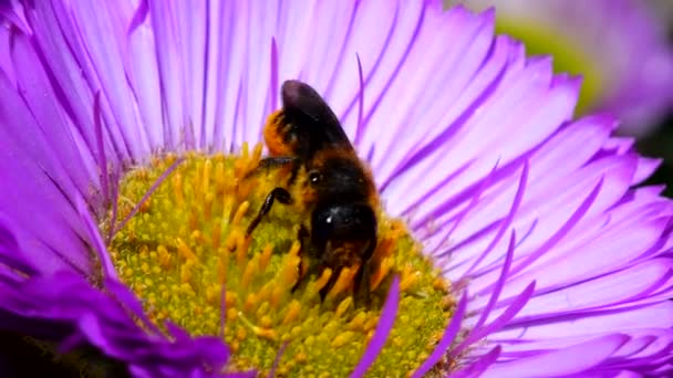 Macro Movie Orange Vented Mason Bee Flower Her Latin Name — Stock Video