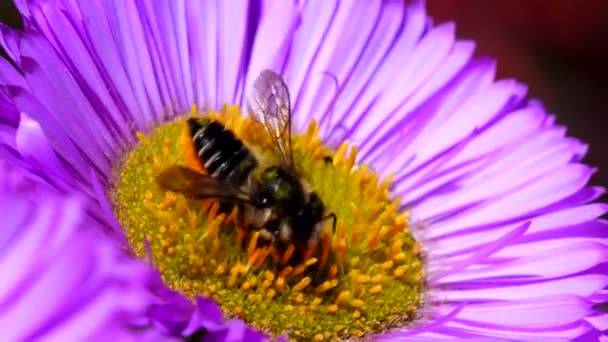 Macro Filme Laranja Ventilado Mason Bee Uma Flor Seu Nome — Vídeo de Stock