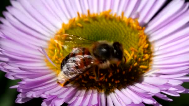 ヨーロッパのミツバチやヨーロッパのミツバチの花です ラテン語名はApis Mellifera — ストック動画