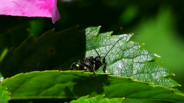 瘦长的甲壳虫在叶子上 他的拉丁文名叫Oedemera Nobilis — 图库视频影像
