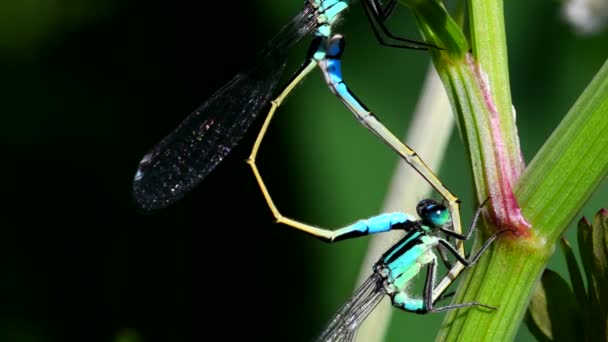 Para Niebieskoogoniastych Damselfly Podczas Kopulacji Ich Łacińskie Imię Ischnura Elegans — Wideo stockowe