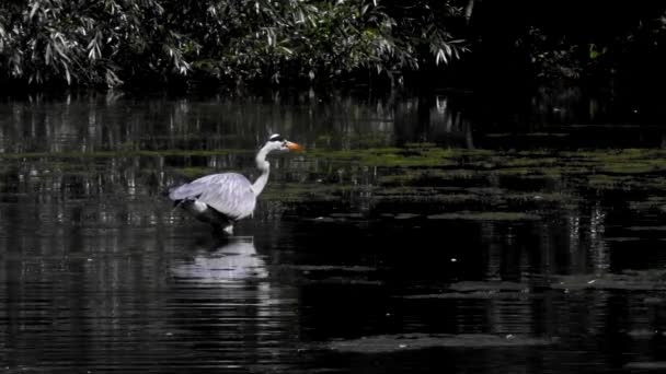 Grey Heron Při Lovu Ryb Vodě Její Latinské Jméno Ardea — Stock video