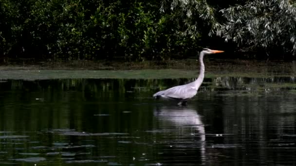 水中で魚を探している間にグレーヘロン ラテン語名はArdea Cinerea — ストック動画