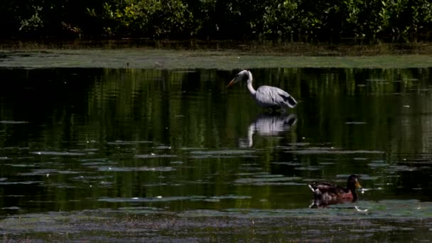 Сірий Герон Шукає Рибу Воді Латинська Назва Ardea Cinerea — стокове відео