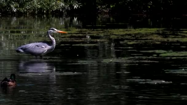 水中で魚を探している間にグレーヘロン ラテン語名はArdea Cinerea — ストック動画