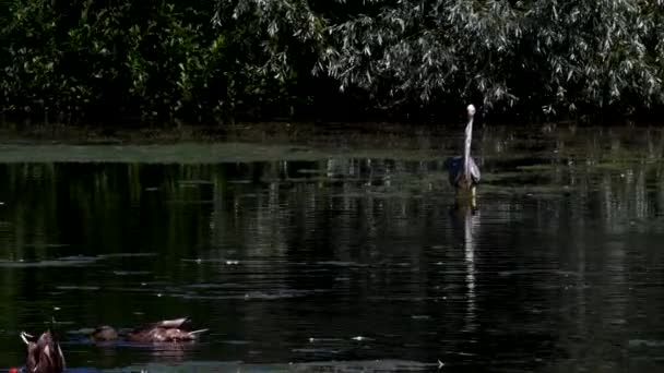 Сірий Герон Шукає Рибу Воді Латинська Назва Ardea Cinerea — стокове відео