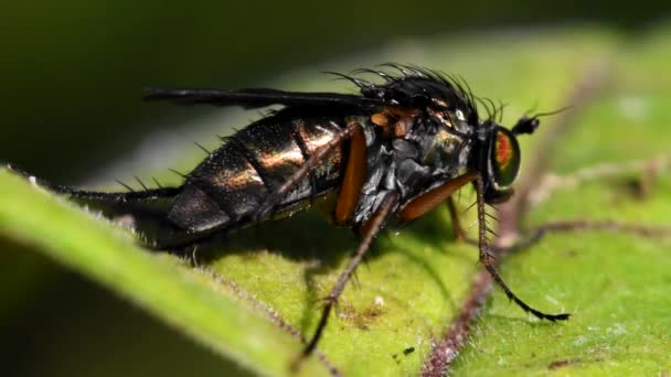 Makrofilm Von Semaphore Fly Auf Einem Blatt Ihr Lateinischer Name — Stockvideo