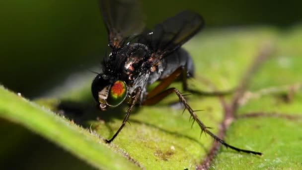 Macro Ταινία Του Σημαφόρου Fly Ένα Φύλλο Λατινικό Της Όνομα — Αρχείο Βίντεο