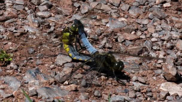 Par Broad Bodied Chaser Durante Cópula Seu Nome Latino Libellula — Vídeo de Stock