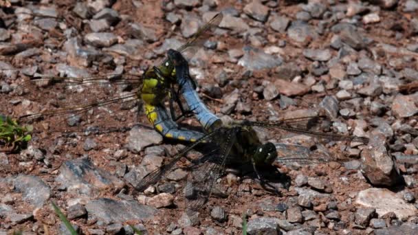 Par Broad Bodied Chaser Durante Cópula Seu Nome Latino Libellula — Vídeo de Stock