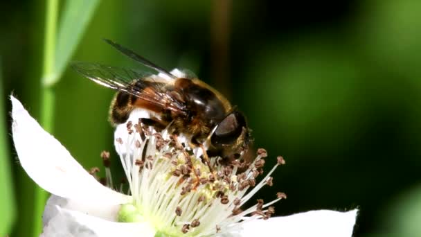 Close Filme Hoverfly Flores — Vídeo de Stock