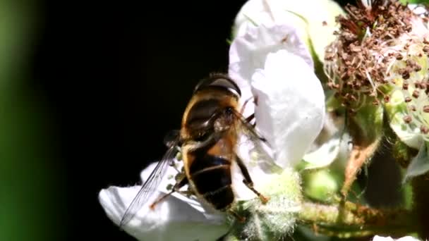 Close Film Hoverfly Kwiatach — Wideo stockowe