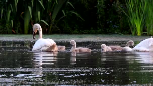 Familie Des Höckerschwans Auf Einem Futterplatz Mit Jungtieren Morgengrauen Ihr — Stockvideo