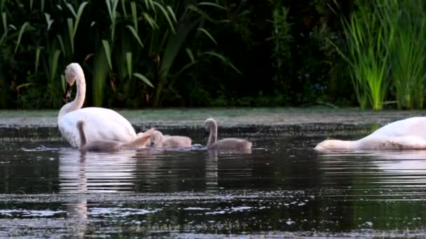 小天鹅一家在黎明时分带着幼小的小天鹅在一个喂食场 他们的拉丁名字是天鹅座颜色 — 图库视频影像