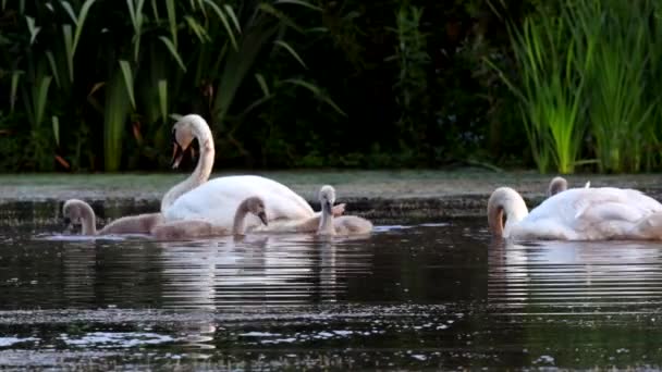 Familie Van Mute Swan Een Voederplaats Met Jong Bij Dageraad — Stockvideo