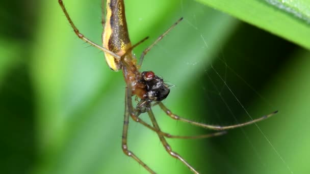 暗影伸缩蜘蛛 长下巴的球茎编织者在网上吃猎物 他的拉丁文名字是Tetragnatha Montana — 图库视频影像