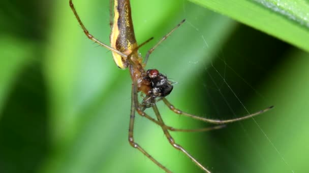 Shadow Stretch Spider Long Jawed Orb Weaver Eats Prey Web — Stock Video