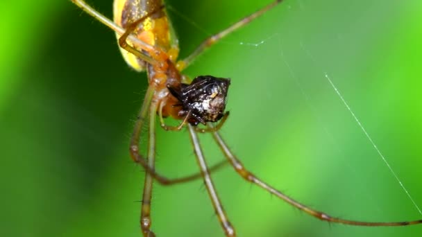 Shadow Stretch Spinne Langkiefer Kugelweber Frisst Beute Auf Einem Netz — Stockvideo