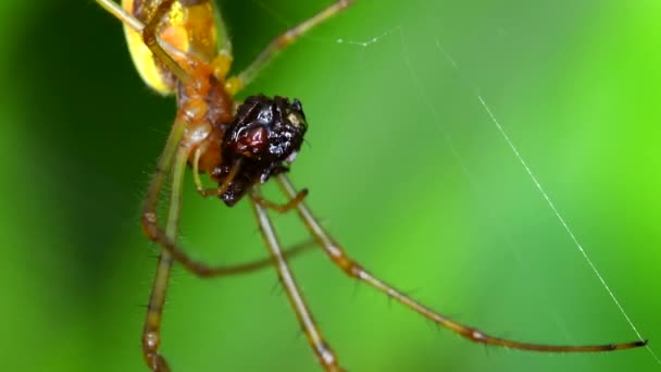 Shadow Stretch Spider Long Jawed Orb Weaver Eats Prey Web — Stock Video