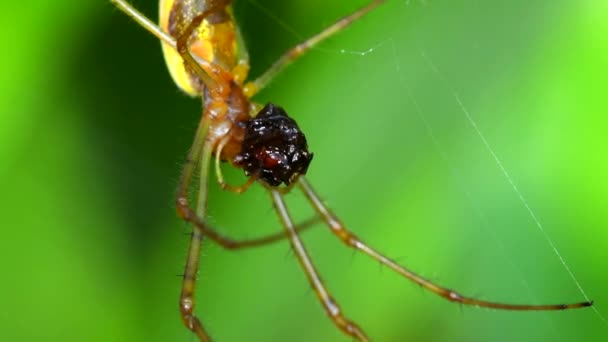 Ombre Araignée Élastique Tisserand Longue Mâchoire Mange Ses Proies Sur — Video