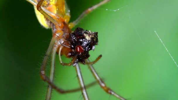 Gölge Germe Örümceği Uzun Çeneli Küre Dokumacı Avını Ağda Yer — Stok video