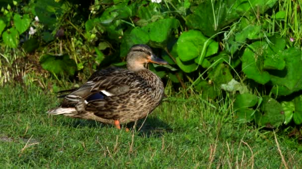 Filme Pato Mallard Uma Grama Seu Nome Latino Anas Platyrhynchos — Vídeo de Stock