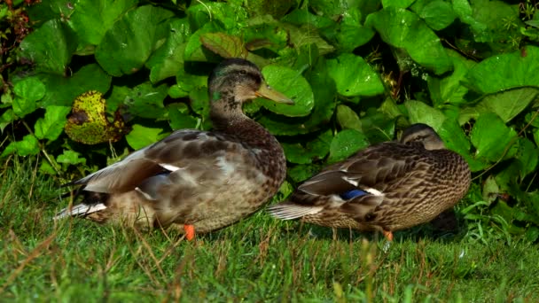 Película Mallard Duck Una Hierba Nombre Latín Anas Platyrhynchos — Vídeo de stock