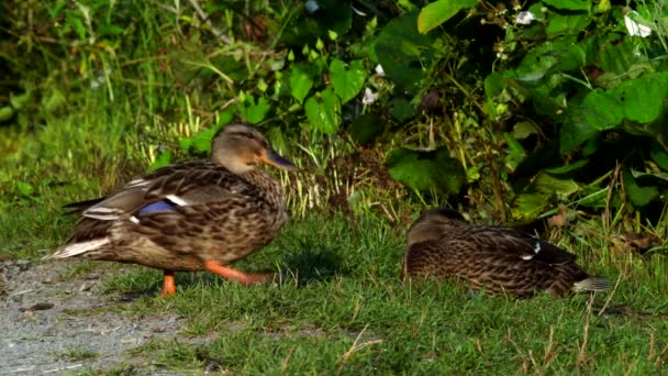 Película Mallard Duck Una Hierba Nombre Latín Anas Platyrhynchos — Vídeo de stock