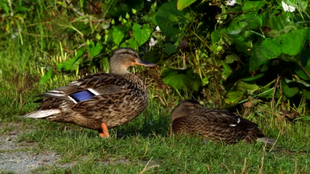 Film Van Mallard Duck Een Grasveld Haar Latijnse Naam Anas — Stockvideo