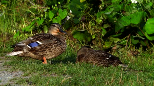 Película Mallard Duck Una Hierba Nombre Latín Anas Platyrhynchos — Vídeo de stock