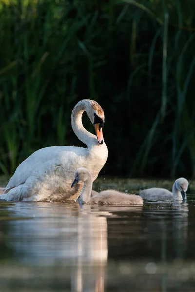 Famiglia Cigno Muto Terreno Nutrimento Con Giovani All Alba Loro — Foto Stock