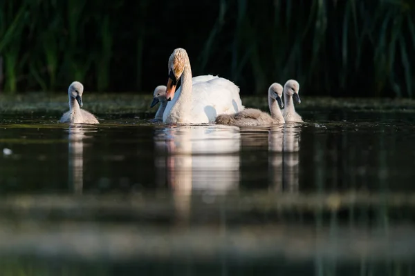 Familie Des Höckerschwans Auf Einem Futterplatz Mit Jungtieren Morgengrauen Ihr — Stockfoto