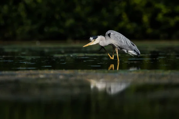 Grey Heron Ενώ Κυνηγούν Για Ψάρια Στο Νερό Λατινικό Της — Φωτογραφία Αρχείου