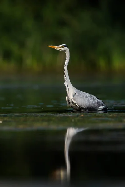 Grey Heron Medan Jagar Fisk Vatten Hennes Latinska Namn Ardea — Stockfoto