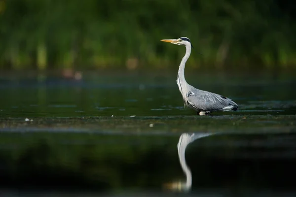 Grey Heron Medan Jagar Fisk Vatten Hennes Latinska Namn Ardea — Stockfoto
