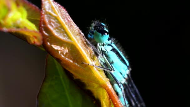 Ritratto Damselfly Dalla Coda Blu Loro Nome Latino Ischnura Elegans — Video Stock