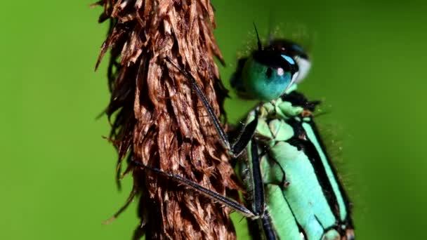 Portret Van Blauwstaartjuffertje Hun Latijnse Naam Ischnura Elegans — Stockvideo