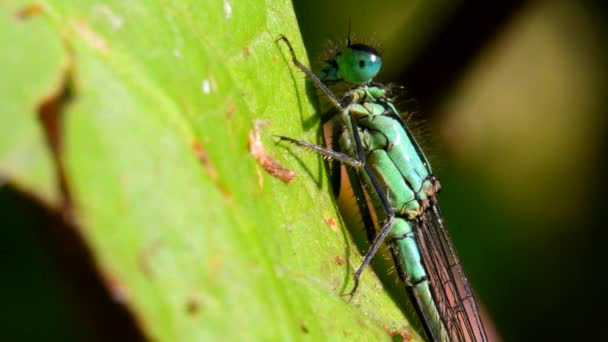 Portret Van Blauwstaartjuffertje Hun Latijnse Naam Ischnura Elegans — Stockvideo