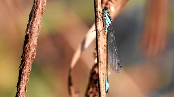 Portret Ważki Niebieskoogoniastej Ich Łacińskie Imię Ischnura Elegans — Wideo stockowe