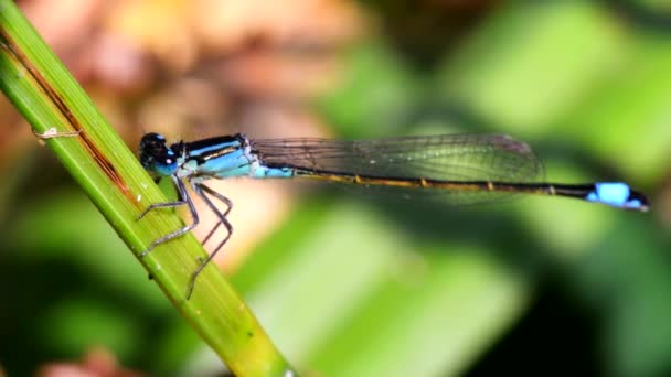 Retrato Damselfly Cola Azul Nombre Latín Ischnura Elegans — Vídeos de Stock