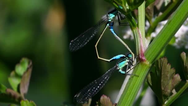 Para Niebieskoogoniastych Damselfly Podczas Kopulacji Ich Łacińskie Imię Ischnura Elegans — Wideo stockowe