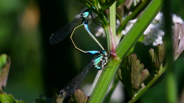 Coppia Damselfly Dalla Coda Blu Durante Copulazione Loro Nome Latino — Video Stock