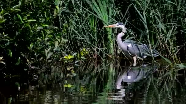 Grey Heron Ενώ Κυνηγούν Για Ψάρια Στο Νερό Λατινικό Της — Αρχείο Βίντεο
