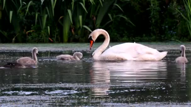 Family Mute Swan Feeding Ground Young Dawn Latin Name Cygnus — Stock Video