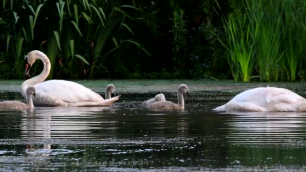 Familie Van Mute Swan Een Voederplaats Met Jong Bij Dageraad — Stockvideo