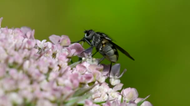 Macro Movie Family Muscidae Fly Flower Her Latin Name Limnophora — Stock Video