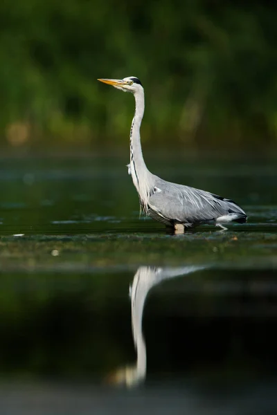 Grey Heron While Hunting Fish Water Her Latin Name Ardea — Stock Photo, Image