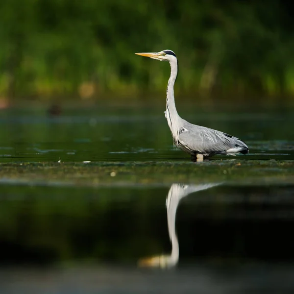 Grey Heron While Hunting Fish Water Her Latin Name Ardea — Stock Photo, Image