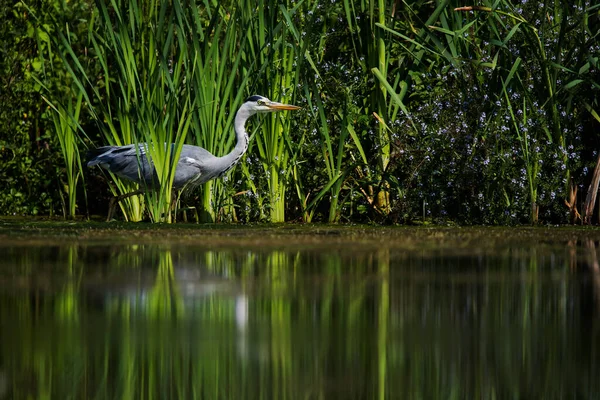 Серая Цапля Время Охоты Рыбу Воде Латинское Имя Ardea Cinerea — стоковое фото