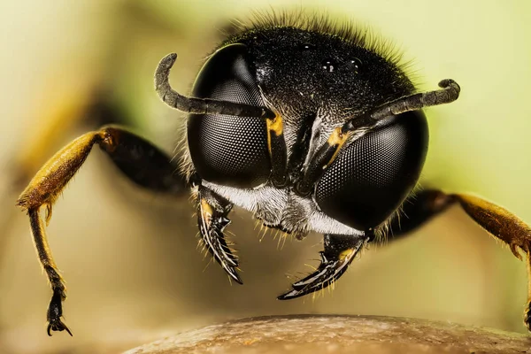 Enfoque Retrato Apilable Avispa Cabeza Cuadrada Nombre Latín Ectemnius Continuus — Foto de Stock